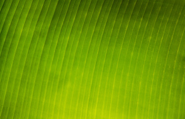 Green banana leaves have water perched on top, Green banana leaf wet, Banana leaves zoom in close