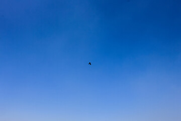 Naklejka na ściany i meble lonely bird soaring in the blue sky