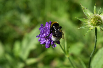 Hummel, Bombus, auf Ackerwitwenblume, Artenvielfalt im Garten dank Wildblumen, artenreicher Garten