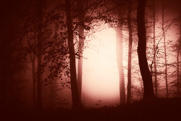 scary halloween forest background