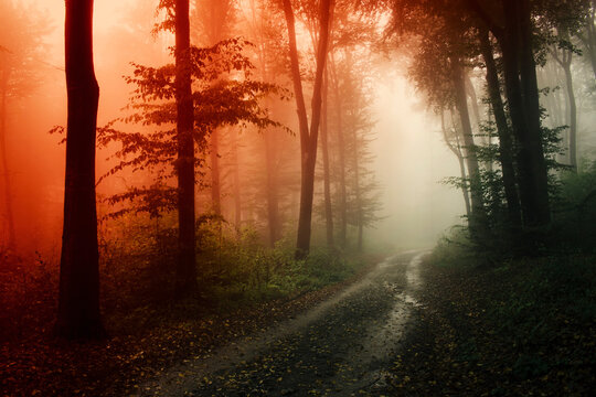 road through dary mysterious woods in sunset light
