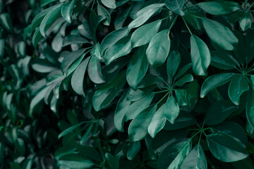 Naklejka na ściany i meble Tropical jungle foliage, nature dark green leaf texture background, copy spase