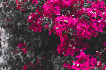 Closeup view on fantastic purple bougainvillea flowers and black background, toned photo, place for text.