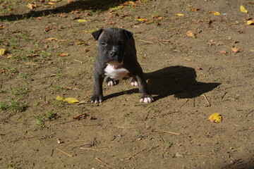CHIOT AMSTAFF - STAFFORDSHIRE TERRIER AMERICAIN