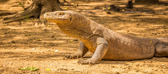 A Komodo Dragon ready to attack in the afternoon sun.