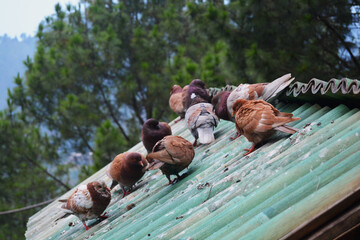 pigeons on the roof