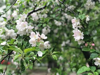 Fototapeta premium apple tree blossom