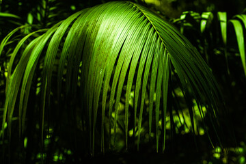 green palm with leaves going down