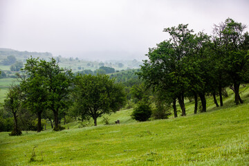 Beautiful summer landscape in Republic of Moldova. Green landscape. Amazing Nature. Park with Green Grass and Trees. Grassy field and rolling hills. rural scenery. Europe nature.