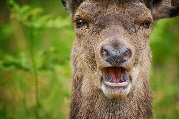 close up portrait of a young deer with open mouth