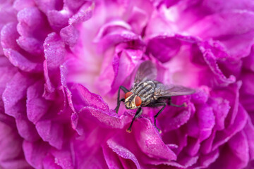 Common fly sits on a purple rose