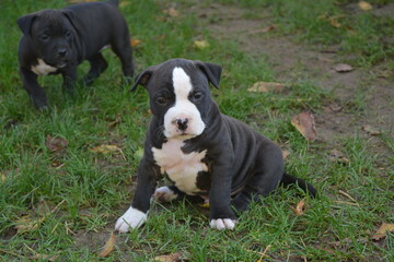 CHIOT AMSTAFF - STAFFORDSHIRE TERRIER AMERICAIN