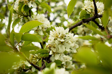 blossom flowers and tree background