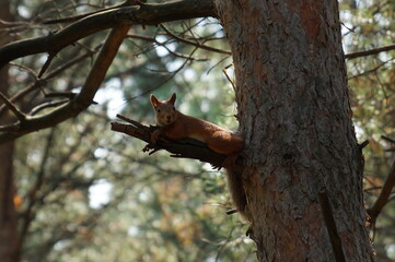 red squirrel resting on a pine branch in the shade of a tree in a city park