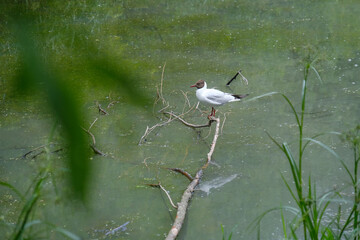 great blue heron in the water