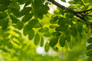 Fototapeta na wymiar abstract background of green acacia leafs 