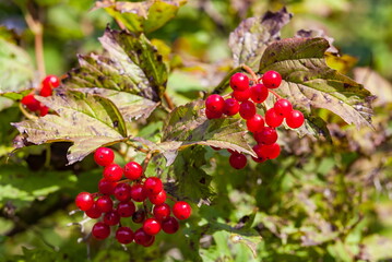 A branch of viburnum with fruits in autumn