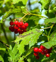 A branch of viburnum with fruits in autumn