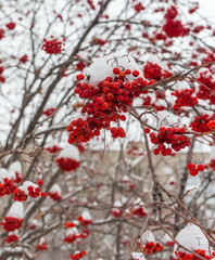 Snow-covered Rowan tree