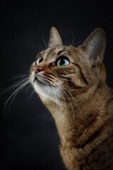 Cute tabby cat with green eyes. Cat's muzzle with white mustaches. Portrait of a cat's face on a dark background