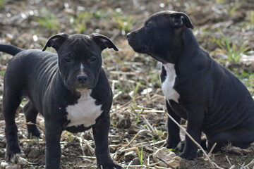 CHIOT AMSTAFF - STAFFORDSHIRE TERRIER AMERICAIN