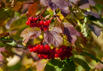 A branch of viburnum with fruits in autumn