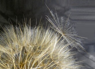 dandelion on a black background close-up
