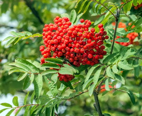 Bunches of Rowan on a green background in summer