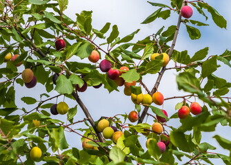 Red plums on a green background in summer