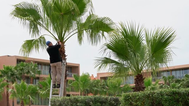 Gardeners, hotel workers cut old branches from palm trees. Caring for the cleanliness and ecology of the environment.