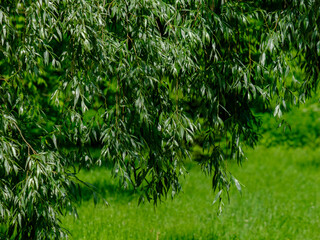 Selective focus on the long succulent green leaves of a weeping willow on the branches against the background of green grass. Sunny summer day in the park. Blurred natural background.