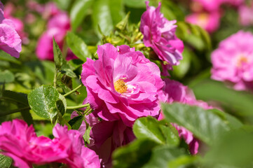 The Canadian rose bloomed under the summer sun