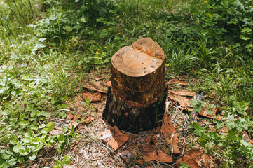 An old pine stump with fallen tree bark standing in a forest with green grass and plants. Photography, concept.