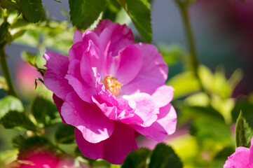 Fototapeta na wymiar The Canadian rose bloomed under the summer sun