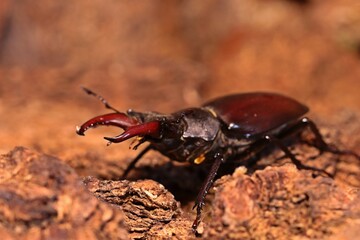 Männlicher Hirschkäfer (Lucanus cervus)