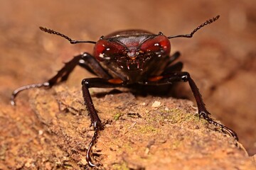 Männlicher Hirschkäfer (Lucanus cervus) frontal