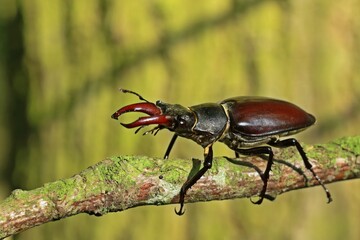 Männlicher Hirschkäfer (Lucanus cervus)