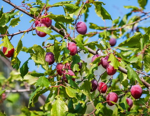 Bunches of red Rowan closeup on leaves background