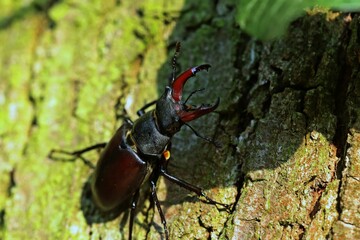 Männlicher Hirschkäfer (Lucanus cervus)