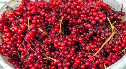 Viburnum Bush fruits close up in autumn in a white plastic bucket