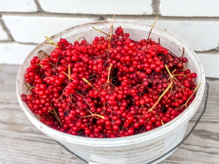 Viburnum Bush fruits close up in autumn in a white plastic bucket on the background of a bench and the wall of a white brick house