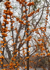 Branch of a sea buckthorn shrub with leaves and orange berries close-up in autumn