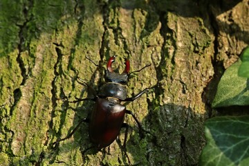 M&auml;nnlicher Hirschk&auml;fer (Lucanus cervus)
