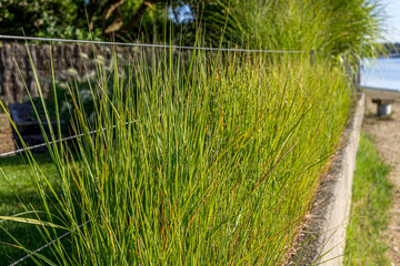 Beautiful decorative grass, great design for any purposes. Beautiful natural landscape. Summer green garden.