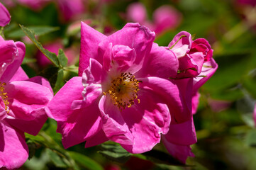 The Canadian rose bloomed under the summer sun