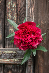red rose on wooden background