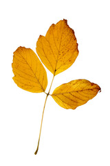 Dry orange autumn leaves isolated on a white background