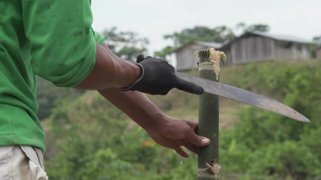 Sugarcane Harvesting. Young Man Cuts Sugar Canes With A Machete. Farmer Harvesting Sugar Cane Near rainforest.