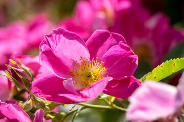 The Canadian rose bloomed under the summer sun