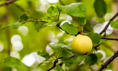 Apples on a branch closeup in autumn